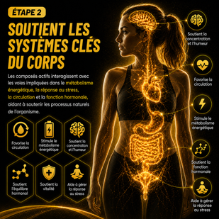 Soutient les principaux systèmes de l'organisme